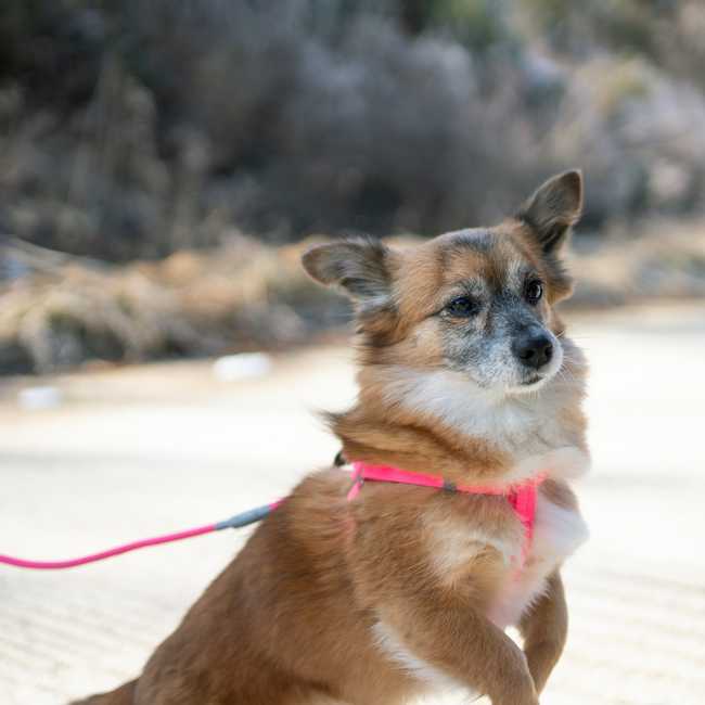 Dog on a leash